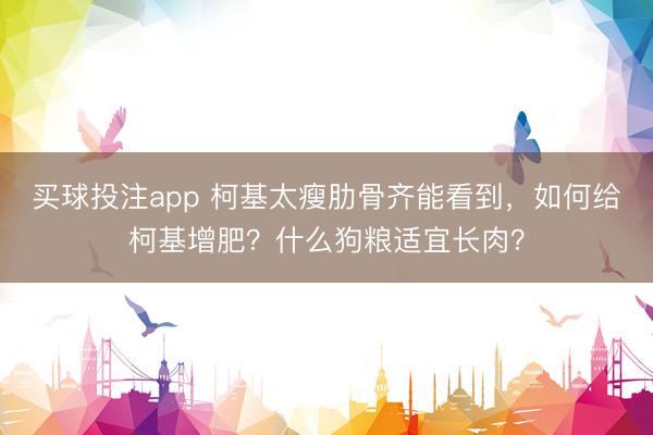 买球投注app 柯基太瘦肋骨齐能看到，如何给柯基增肥？什么狗粮适宜长肉？